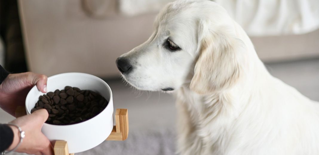 Un chien regardant sa gamelle de croquettes