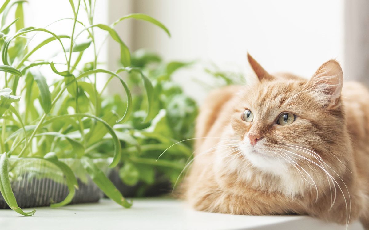 Chat, en intérieur, à proximité de plantes