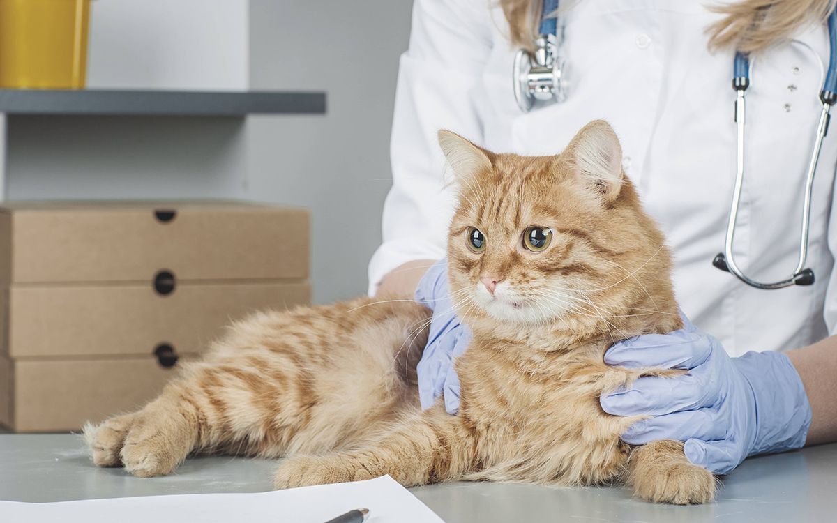 Chat se faisant ausculter à cause de troubles urinaires 