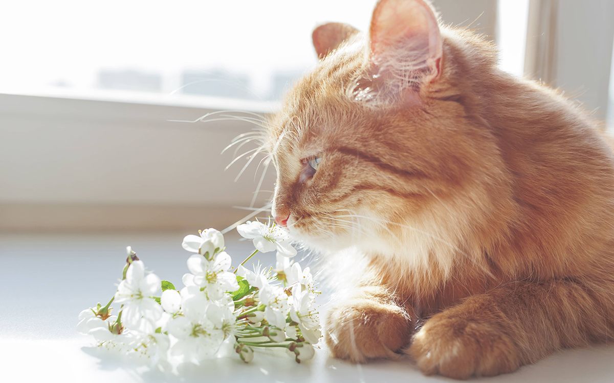 Chat reniflant des fleurs