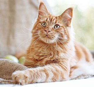 Chat couché en intérieur