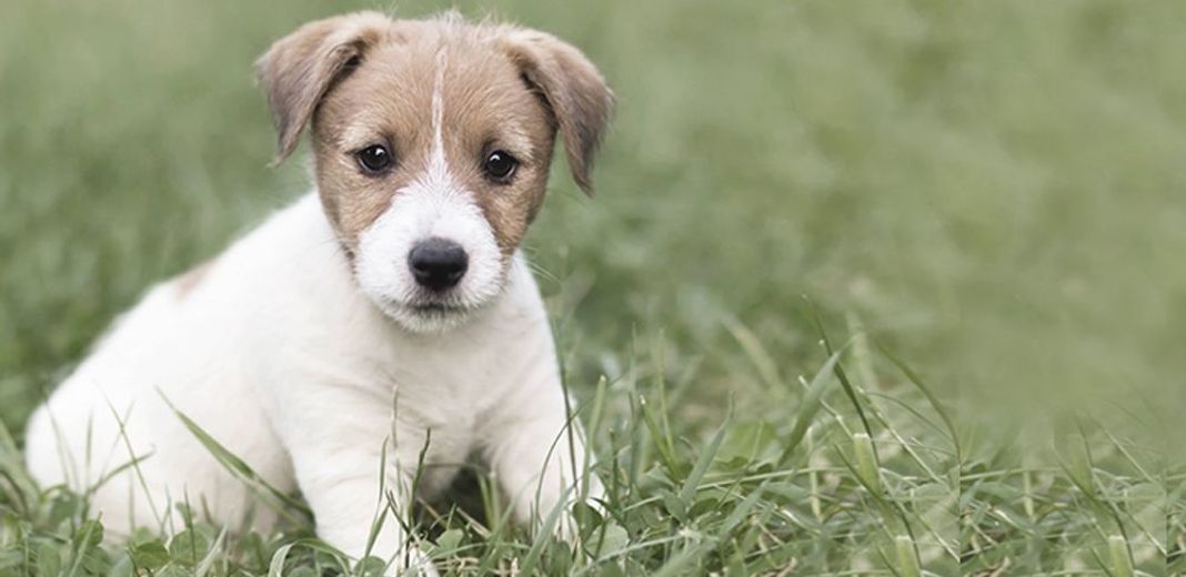 chiot en plein air