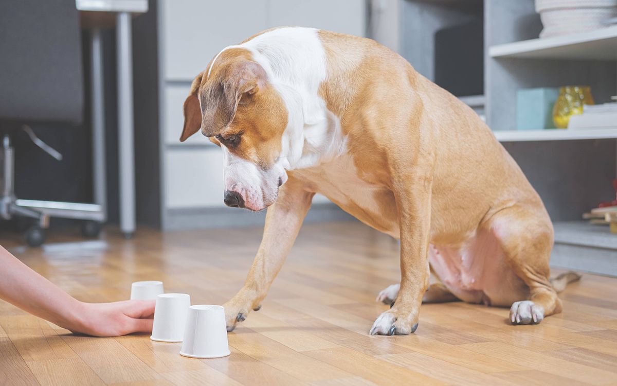 Le jeu des 3 gobelets pour chien