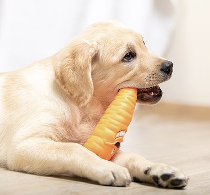 Jeune chien jouant en intérieur