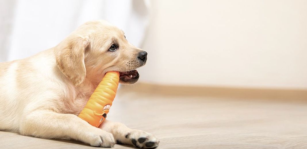 Chien mordillant un jouet