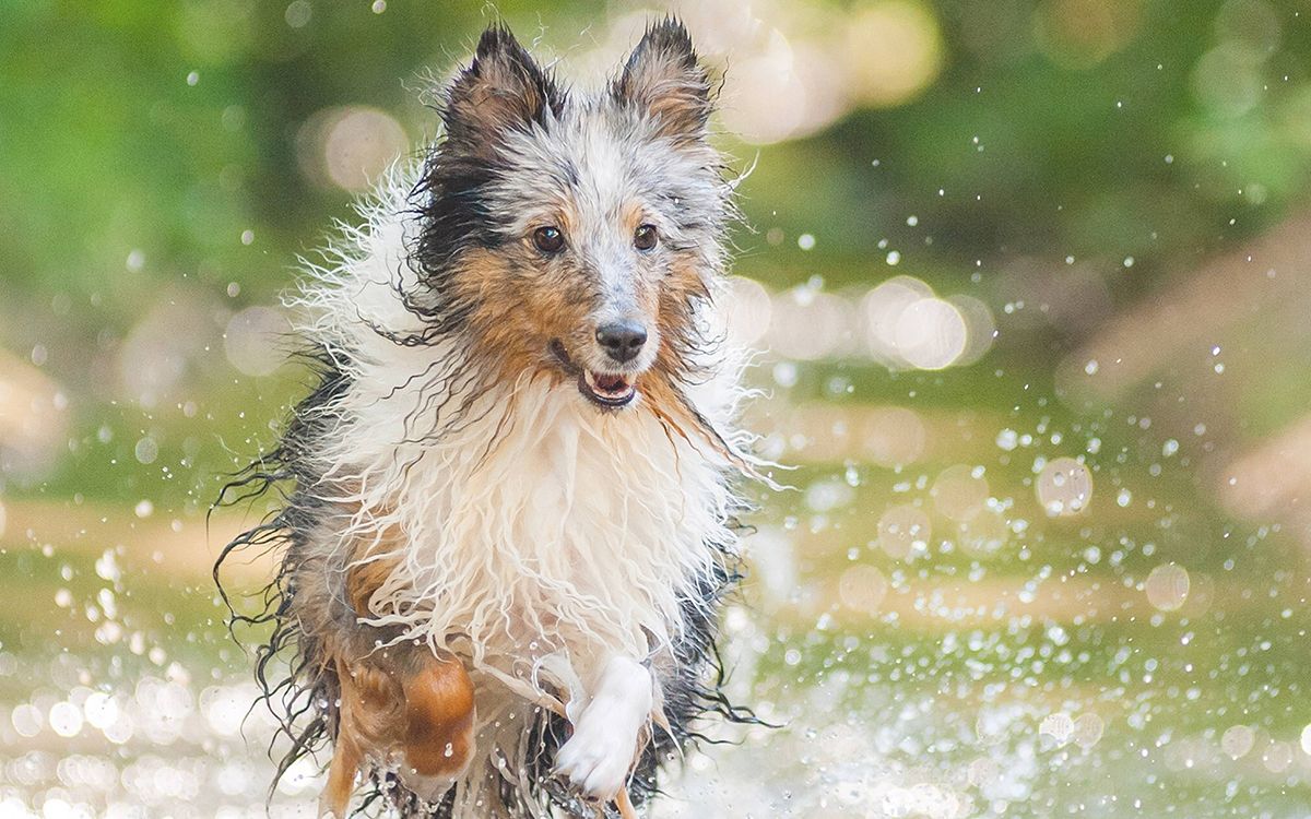 Chien courant sur l'eau