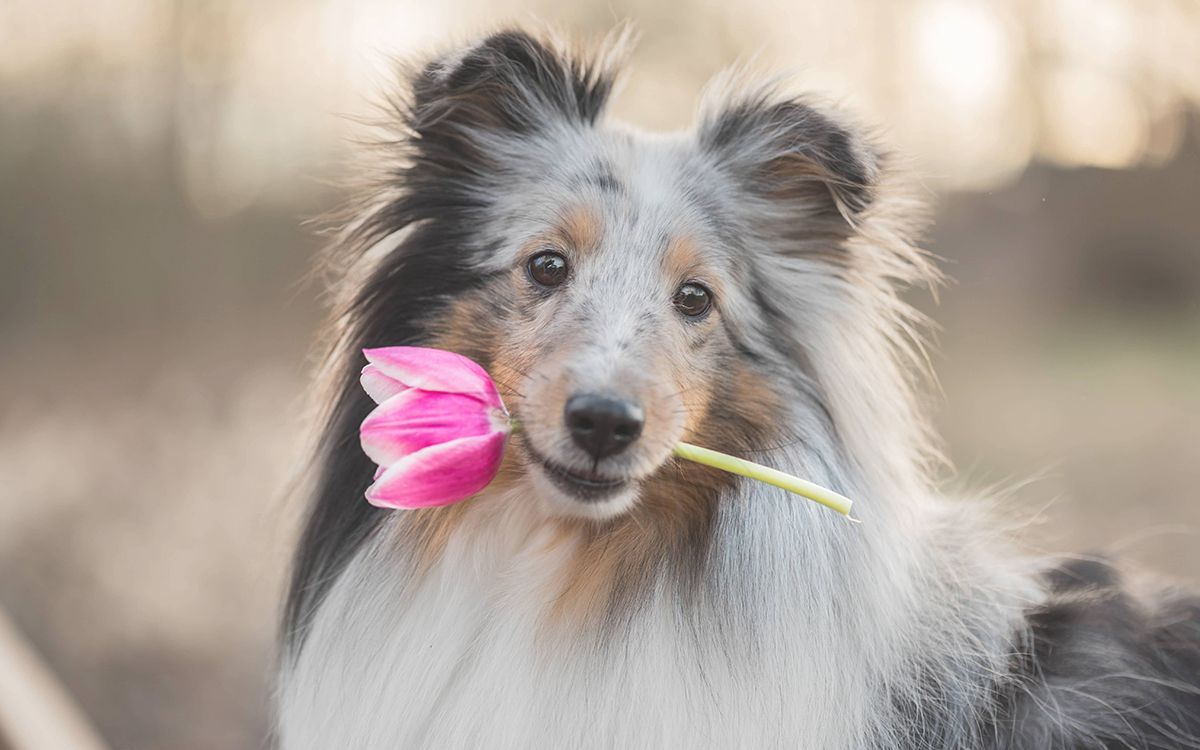 Chien tenant une fleur dans sa gueule