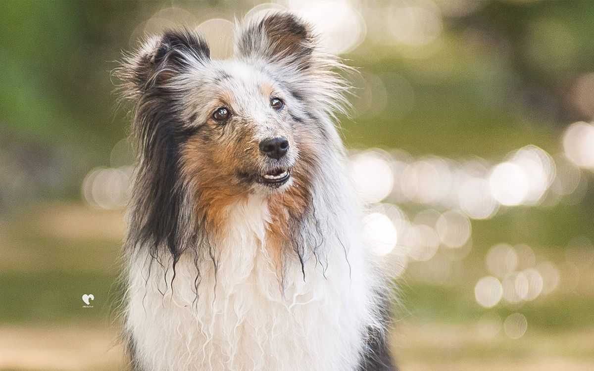 Chien en extérieur