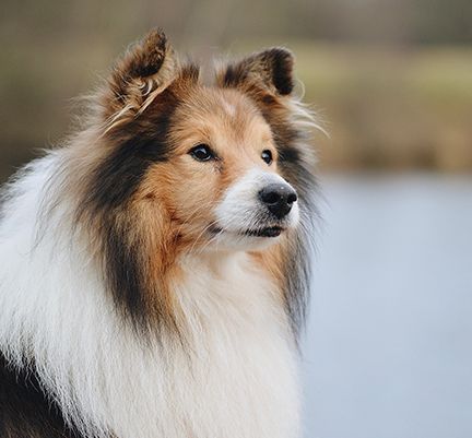 Chien au bord de l'eau