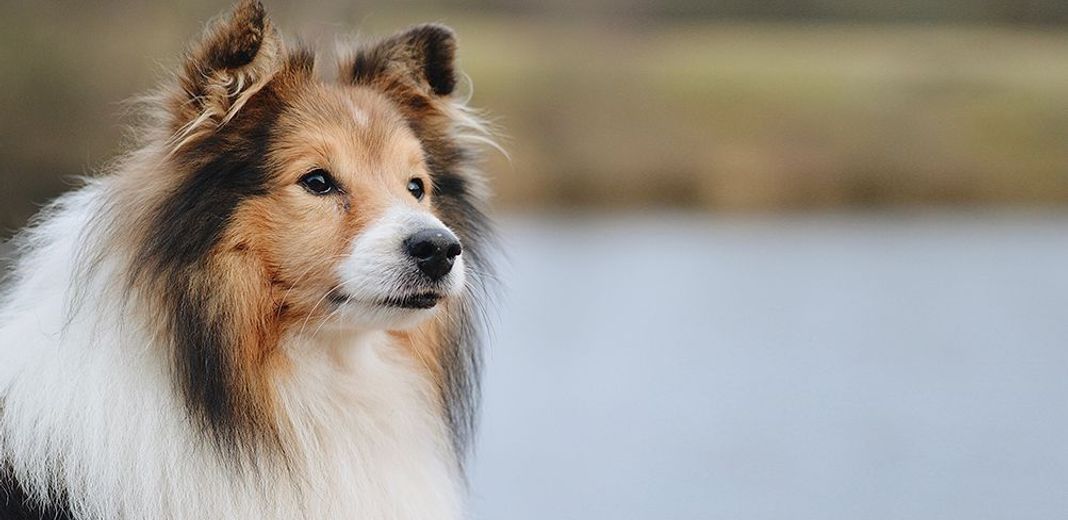 Chien en extérieur