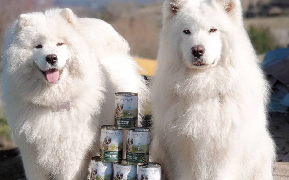 Deux Samoyèdes avec boîtes de pâtée