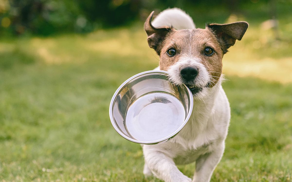 chien avec une gamelle dans la gueule