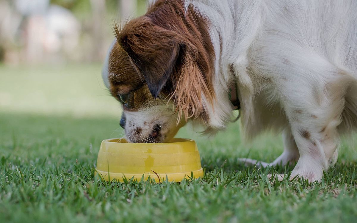 Cavalier King Charles en extérieur en train de manger dans sa gamelle