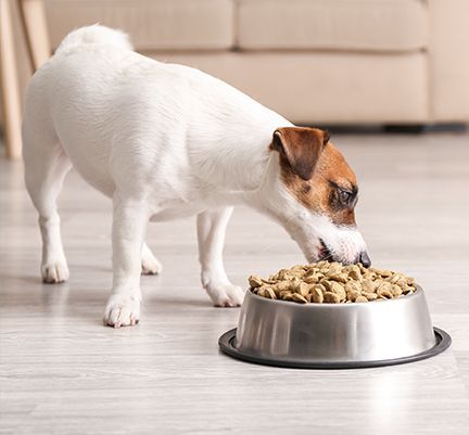 Jack Russell mangeant dans sa gamelle de croquettes Ultra Premium Direct