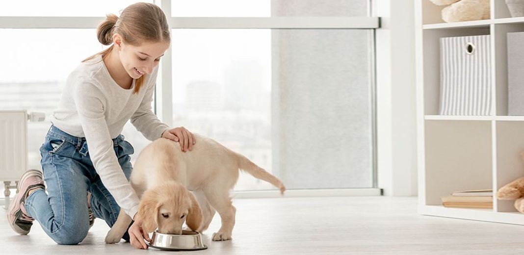 Chien en intérieur mangeant dans sa gamelle avec un enfant à proximité