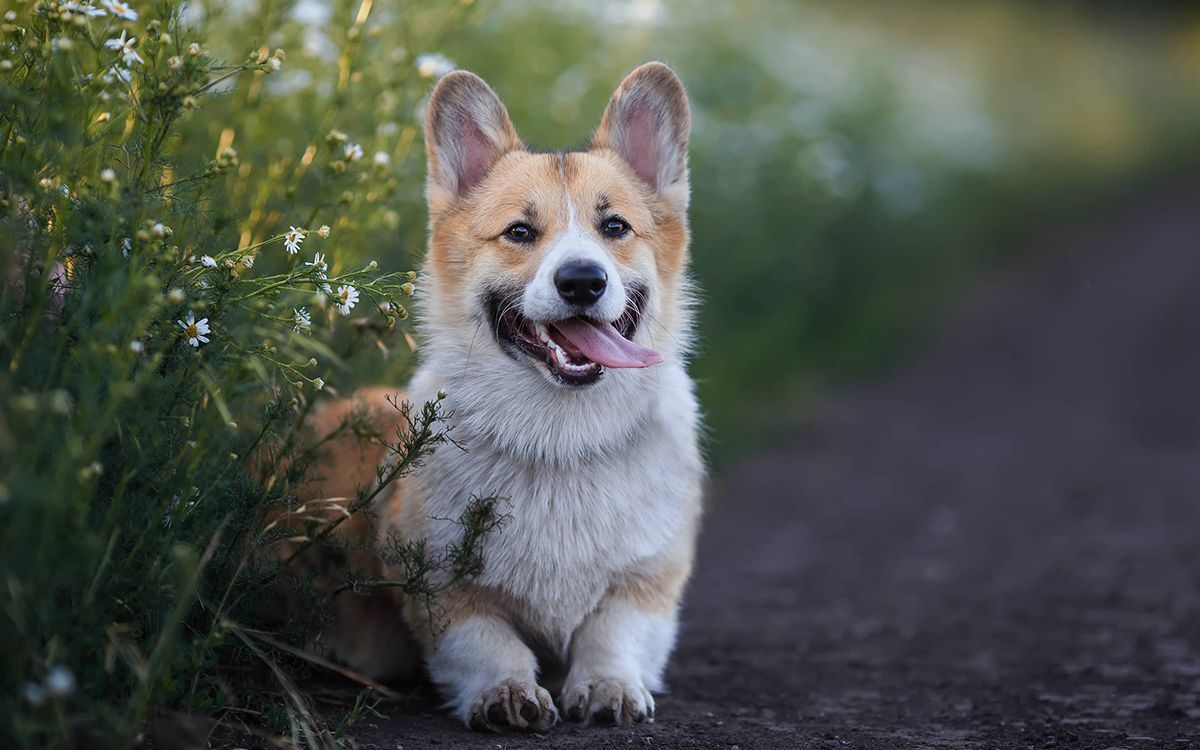 Corgi heureux dans un champs