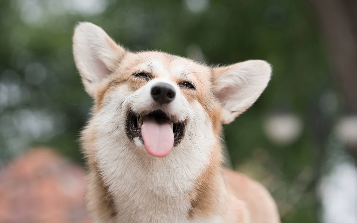 corgi heureux