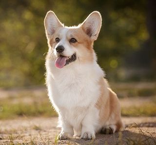 Petit chien assis, la gueule ouverte, en extérieur