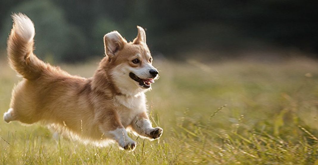 Chien jouant en extérieur