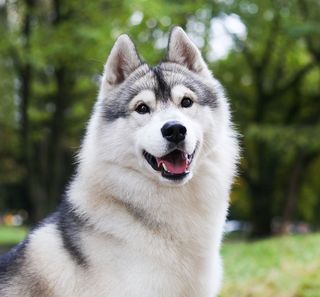 Gros plan sur un Husky en extérieur