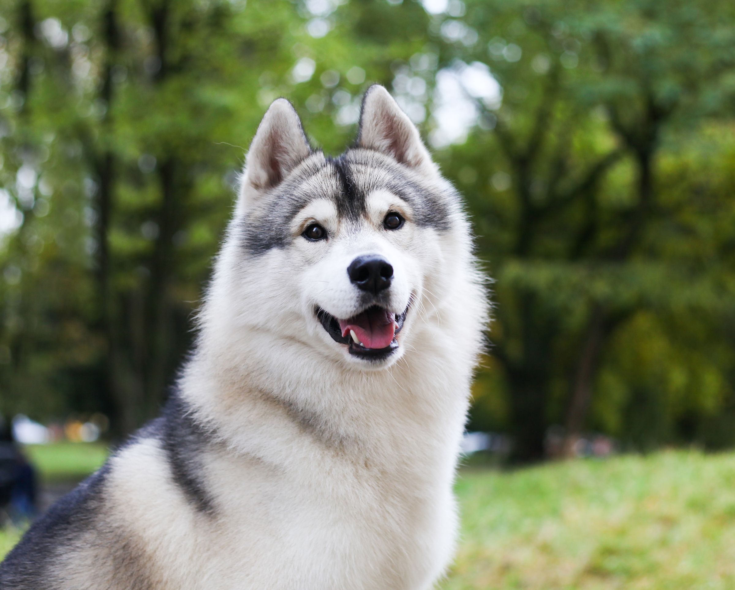 husky heureux dans parc