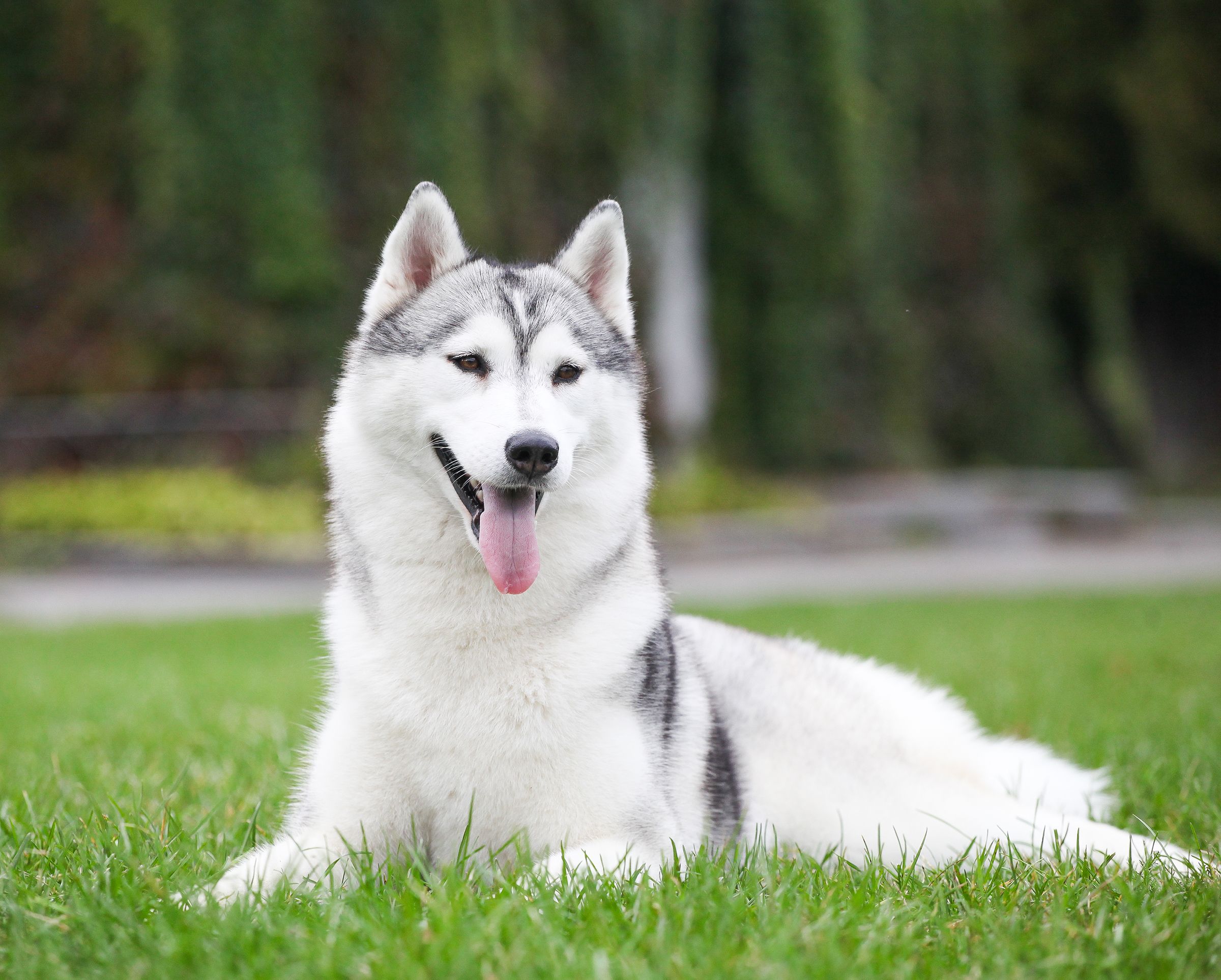 Husky couché dans l'herbe