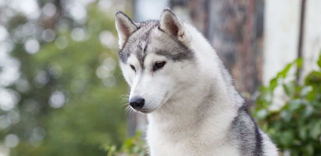 Husky en extérieur regardant le sol