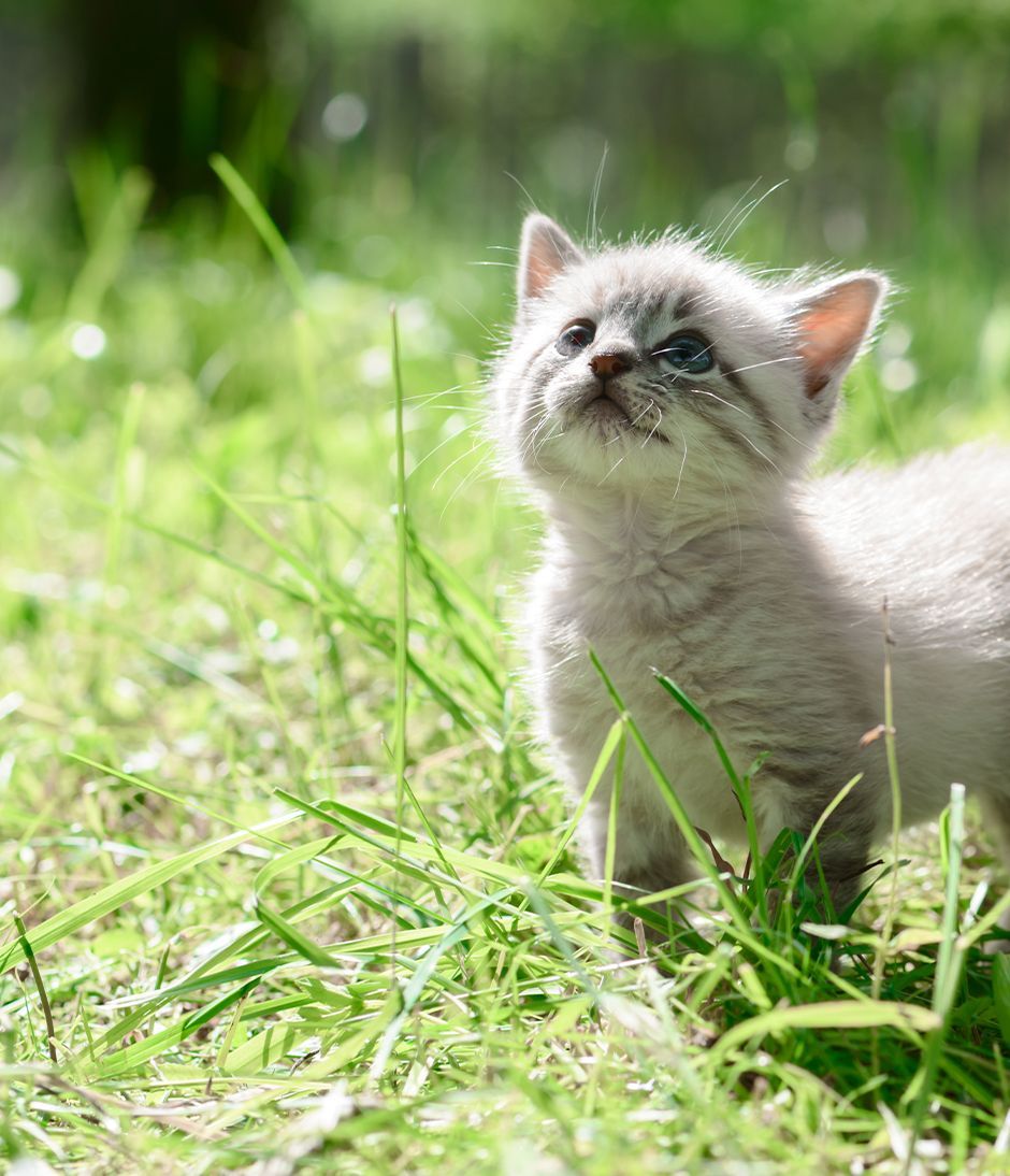 Le Chat Mange De L'herbe Verte Fraîche. Herbe À Chat, Herbe Pour Animaux De  Compagnie. Traitement Naturel Des Boules De Poils, Chat Blanc, Rouge  Mangeant De L'herbe Fraîche, De L'avoine Verte, Émotionnellement