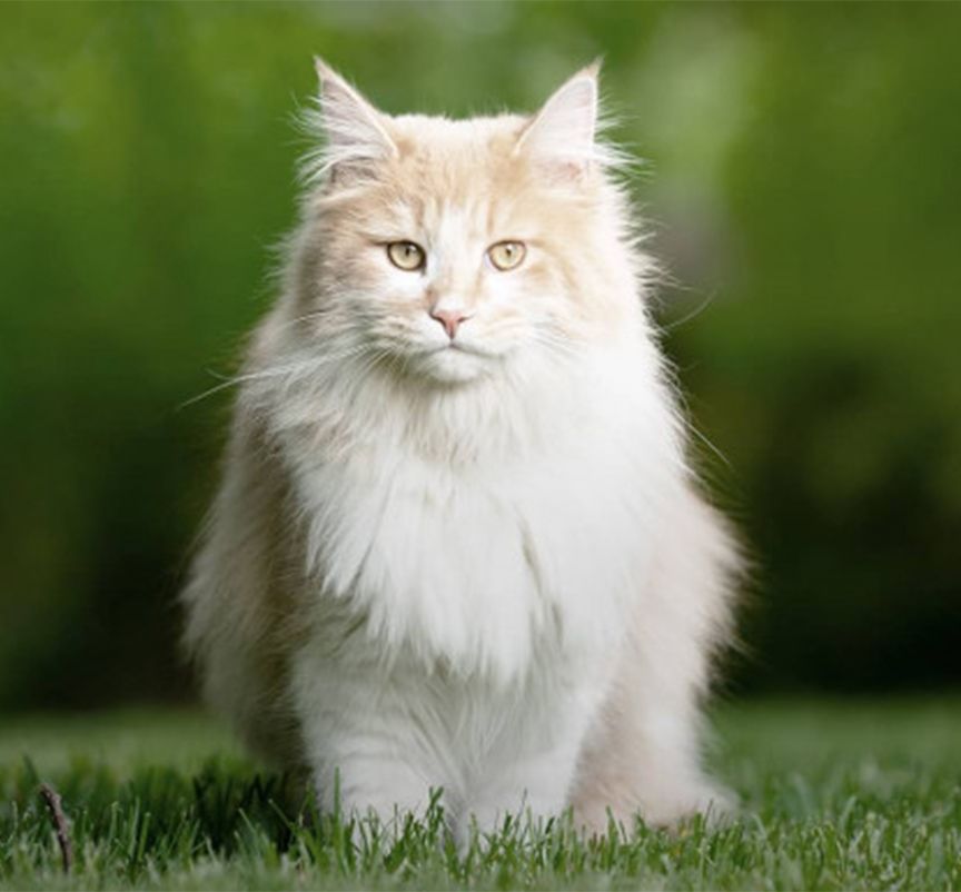 Le Chat Mange De L'herbe Verte Fraîche. Herbe À Chat, Herbe Pour Animaux De  Compagnie. Traitement Naturel Des Boules De Poils, Chat Blanc, Rouge  Mangeant De L'herbe Fraîche, De L'avoine Verte, Émotionnellement