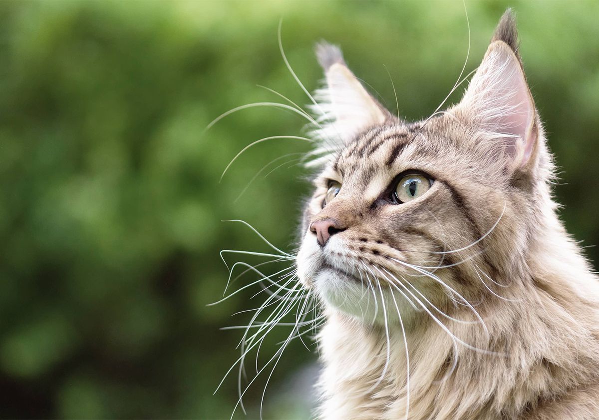 Alimentation naturelle chat: Herbe à chat, inconvénient, avantage