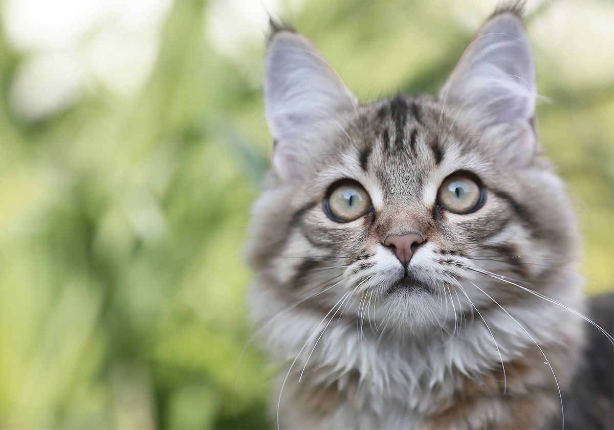 HERBE À CHAT - Effet, entretien et bienfaits 