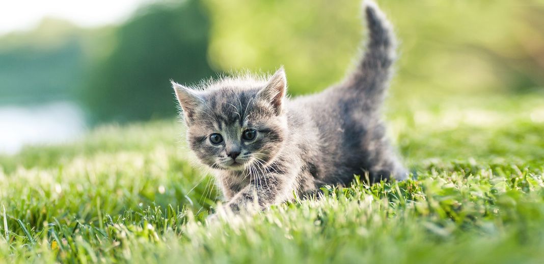 Pourquoi nos chats sont fous de l'herbe au chat ?