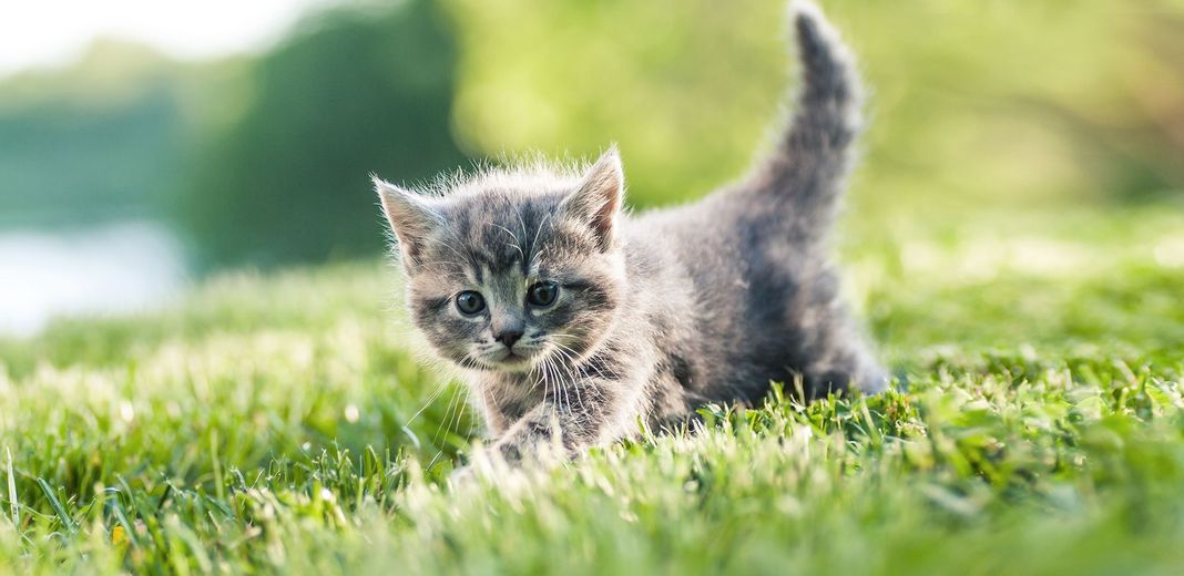 chaton sur de l'herbe