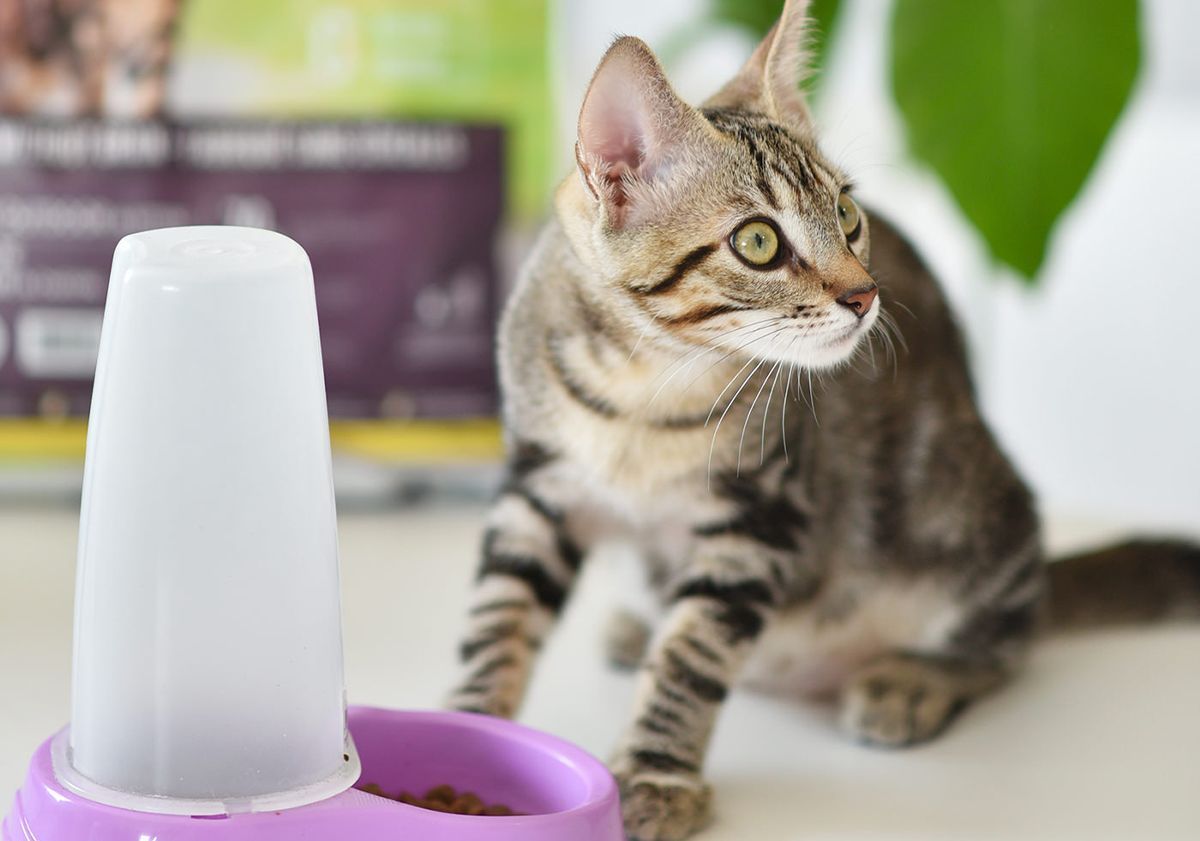 Chat tigré devant un distributeur de croquettes