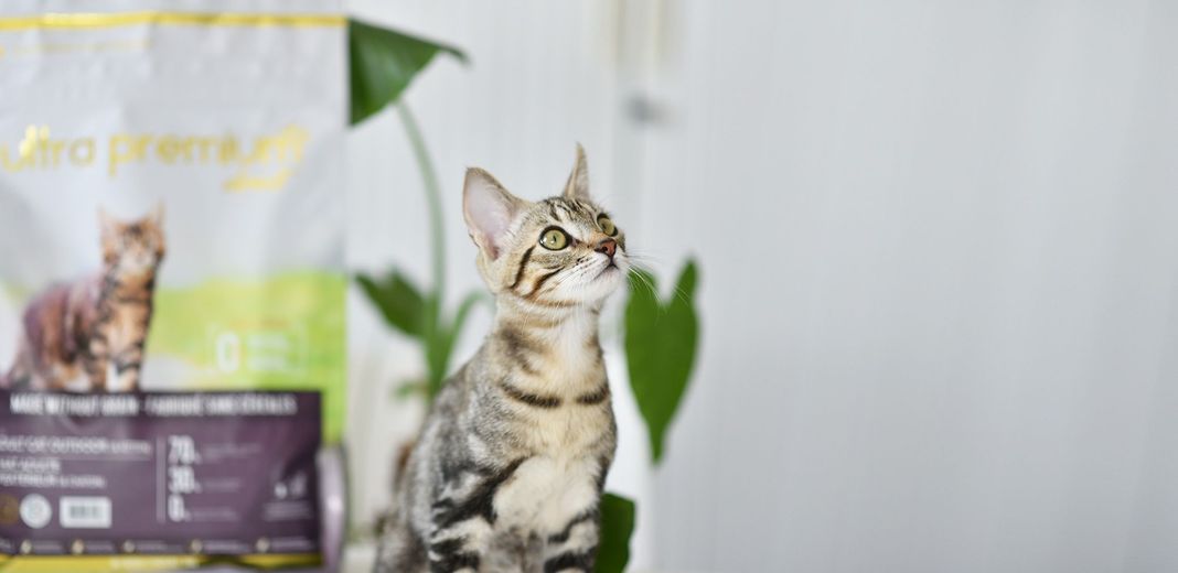 Jeune chat tigré devant un paquet de croquettes Ultra Premium Direct