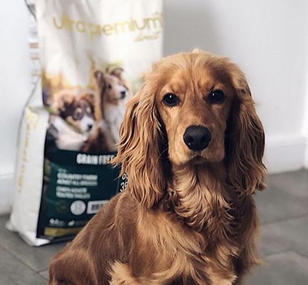 Un chien regardant l'objectif de l'appareil photo devant un paquet de croquettes Ultra Premium Direct