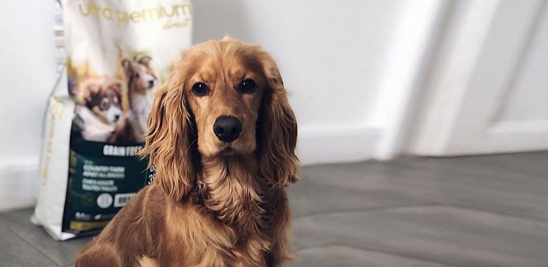 Un chien, positionné devant un paquet de croquettes Ultra Premium Direct, regarde l'objectif de la caméra 