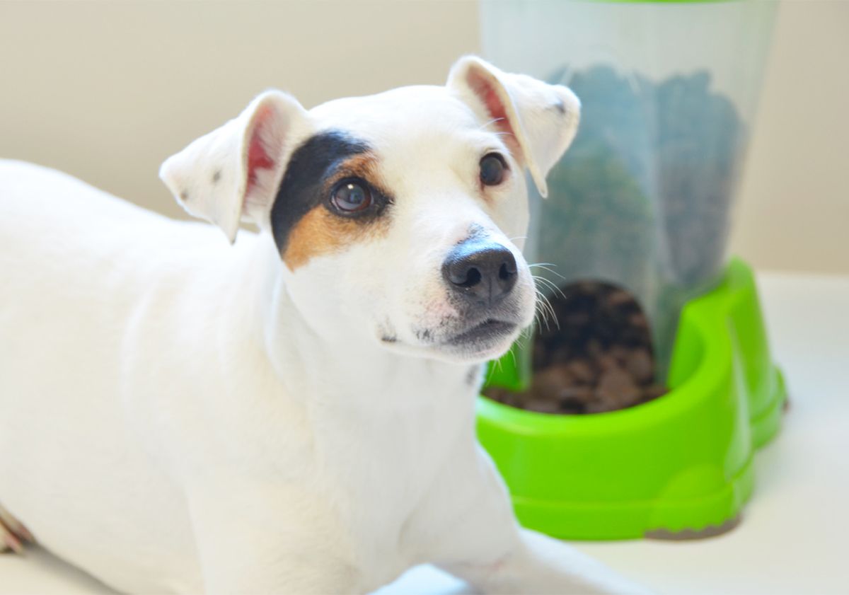 Chien face à un distributeur de croquettes