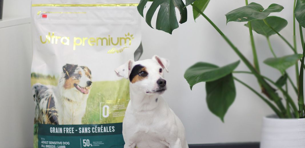 Comparatif : les meilleurs distributeurs de croquettes pour animaux