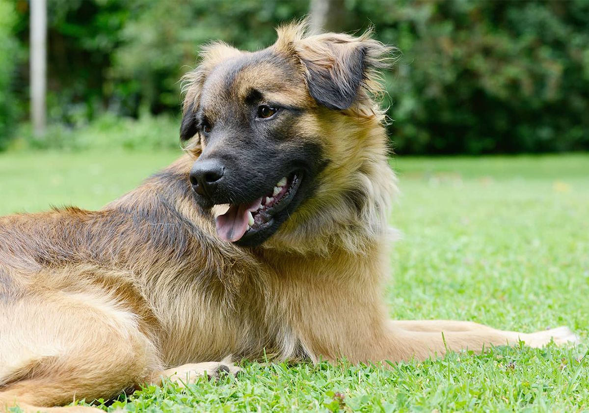 Chien dans un parc