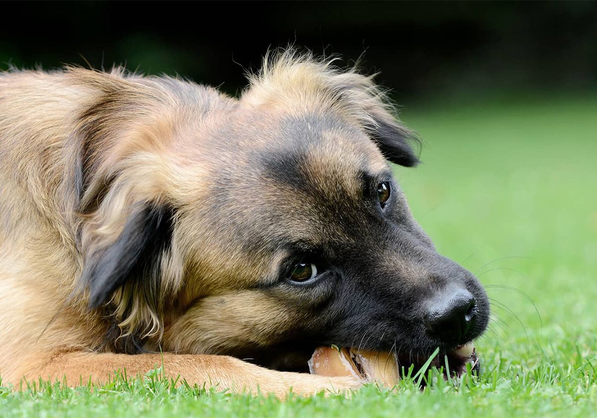 Chien mâchant un os