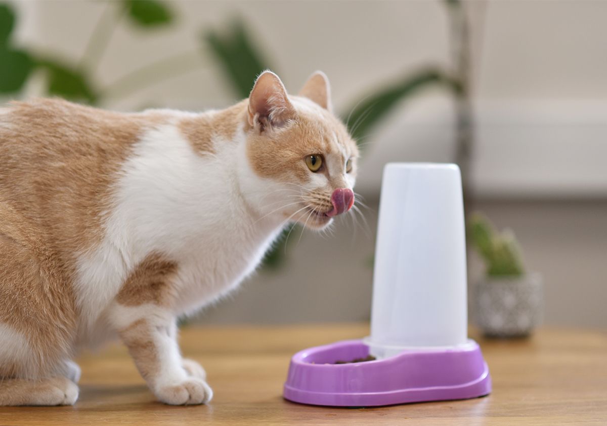 Chat à côté d'un distributeur de nourriture pour chat