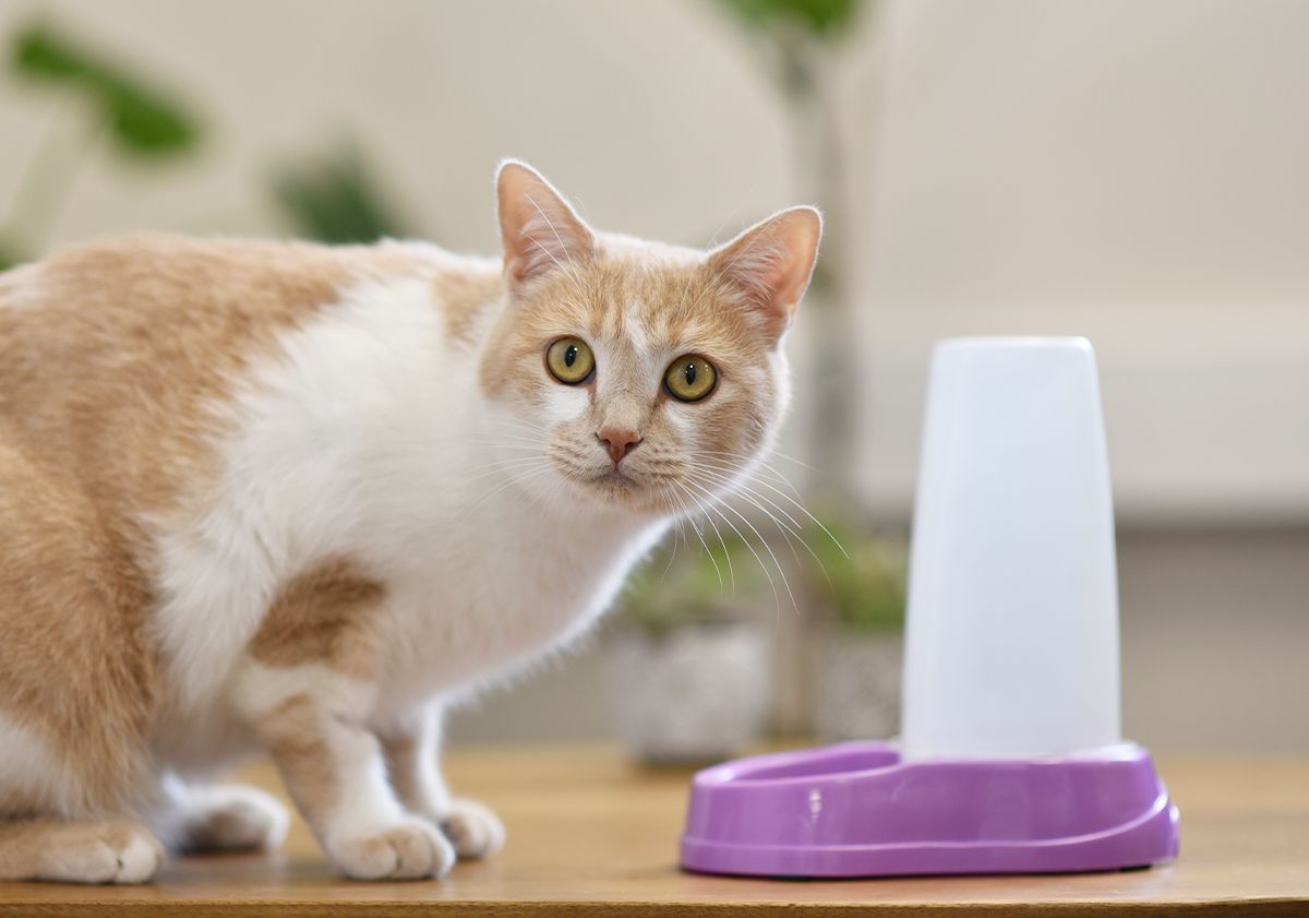 Chat à proximité d'un distributeur de nourriture