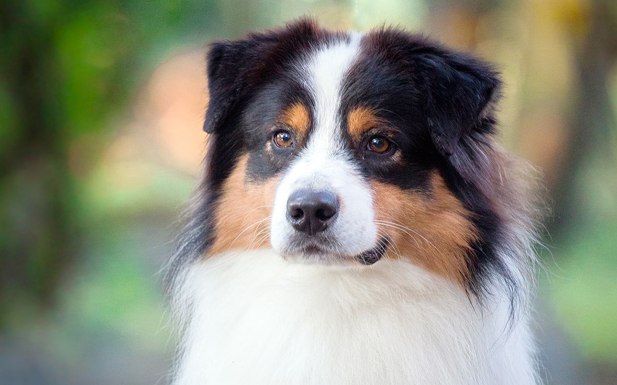 Chien dans la nature