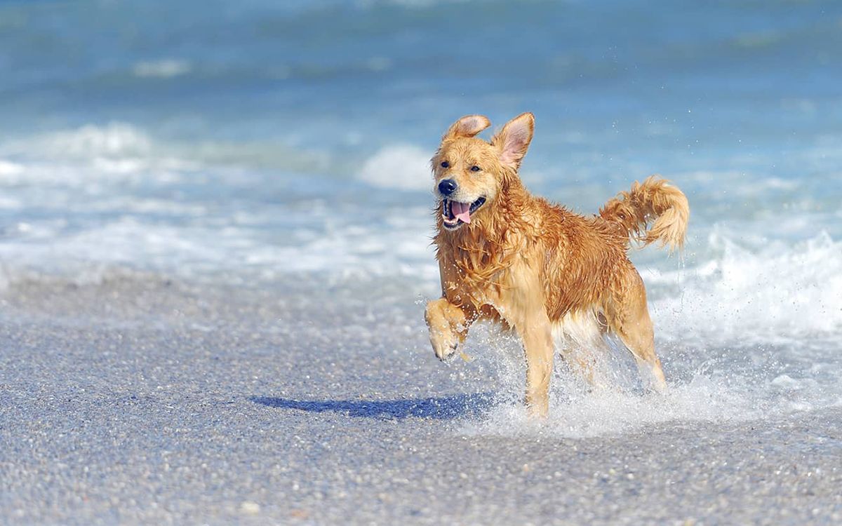 Chien courant sur la plage, en vacances