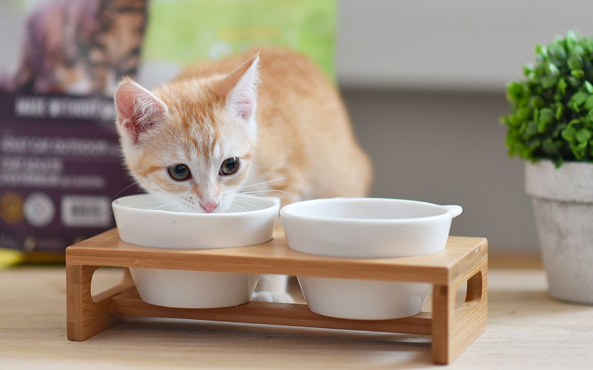 Lait et chat : Peut-on vraiment donner du lait à un chat ?