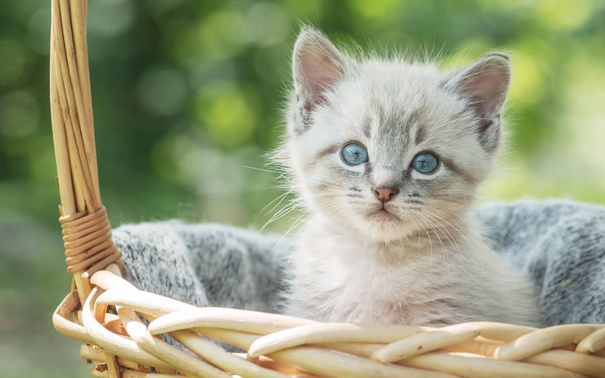 Chaton, en extérieur, dans un panier