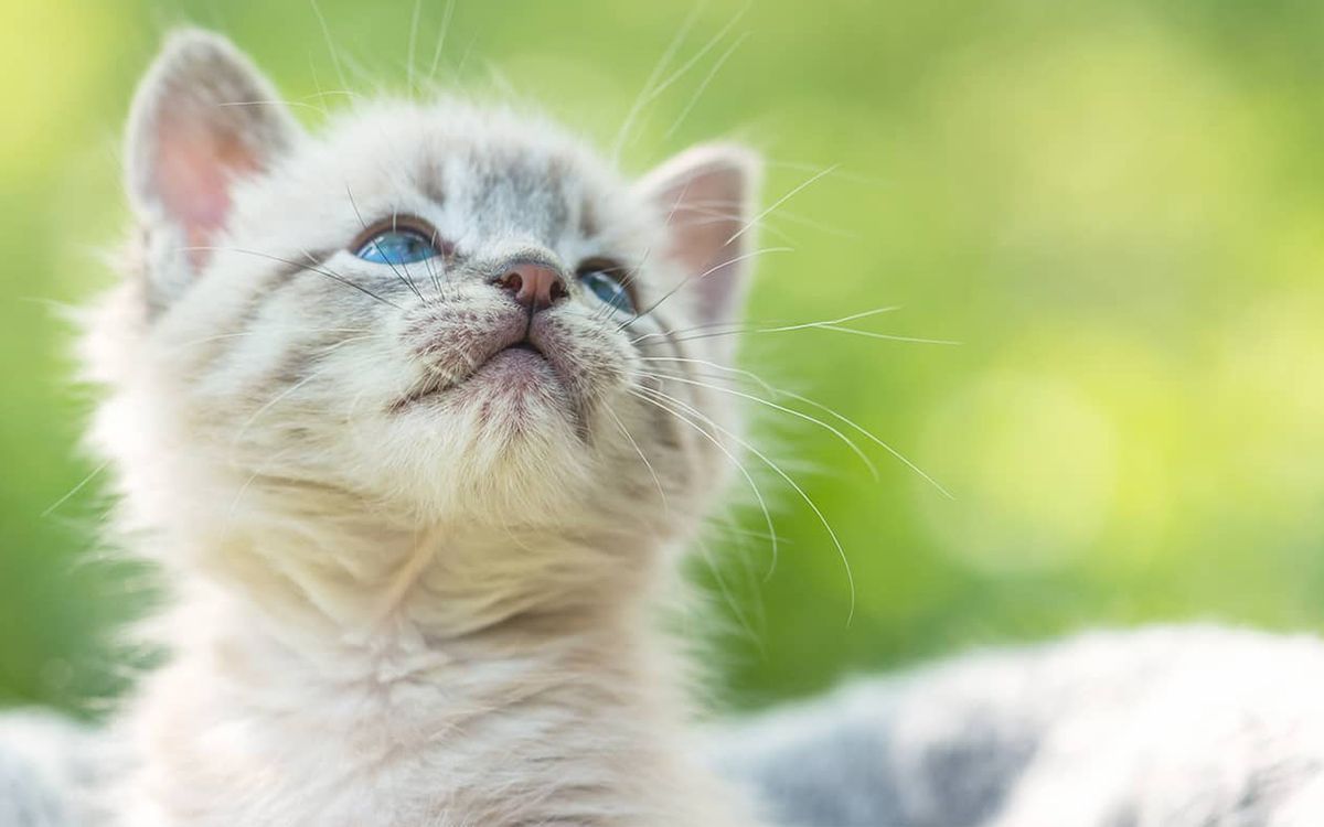 Chaton aux yeux bleus