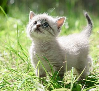 Chaton en pleine nature