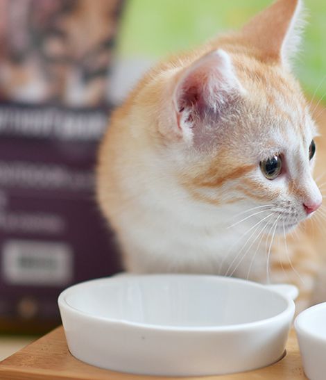 Lait pour chat: est-ce dangereux? Lequel donner?